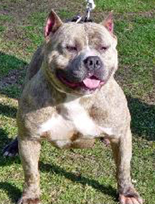 RAZORS EDGE BLUE GRIZZLY